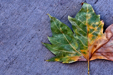 Leaf and cement abstract. Sycamore leaf turning green to brown on sidewalk 