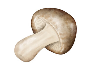 shiitake watercolor illustration isolated element