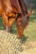 Horse Eating from Hay Net