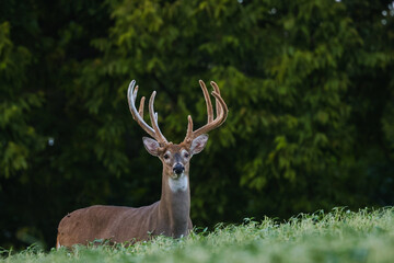 Wall Mural - large whitetail buck in a soybean field