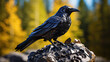 a black raven bird on a stone.