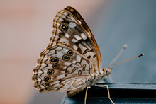 Close Up, Macro Ventral View Of A Common Hackberry Butterfly With Folded Wings Sitting On A Black Plastic Container