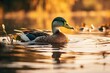 Portrait mallard duck on the lake with light exposureAI Generative