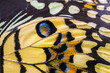 Close up colorful texture of butterfly wing surface pattern background