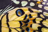 Close up colorful texture of butterfly wing surface pattern background
