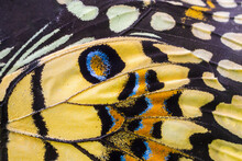 Close Up Colorful Texture Of Butterfly Wing Surface Pattern Background
