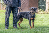Fototapeta  - young black rottweiler dog training for protection sport and police