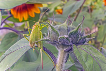 A Grasshopper Sits On A Sunflower Leaf On A Summer Day