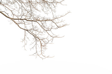 Wall Mural - Dry twig on the tree in isolated white background.