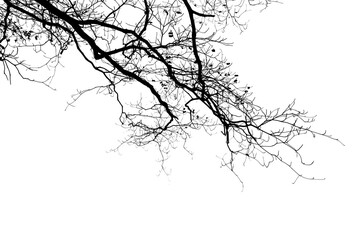 Branch silhouette on a white background.