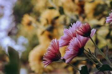 Wall Mural - The color of pink and yellow chrysanthemums in a flower farm.