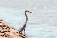 Blue Heron By The Water