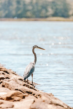 Blue Heron By The Water's Edge