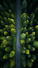 Aerial View Of The Road In The Forest