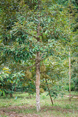 Canvas Print - Durian fruit on tree, Durians are the king of fruits in thailand