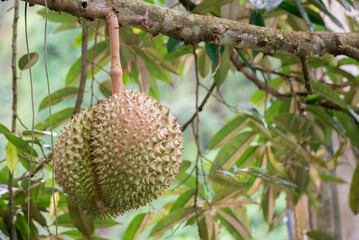 Wall Mural - Close up durian fruit on trees, durian in uttaradit thailand