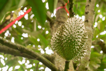 Canvas Print - Durian tree, Fresh durian fruit on tree, Durian struck Lae, Durian Line Lae, durian in uttaradit thailand