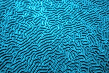 Organic Texture Of The Hard Brain Coral. Abstract Blue Textured  Background.