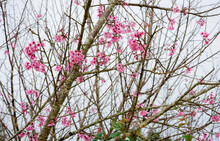 Soft Focus, Beautiful Cherry Blossom, Prunus Cerasoides In Thailand, Beautiful Wild Himalayan Cherry Flower