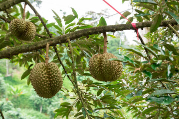 Canvas Print - Durian fruit on tree, Durians are the king of fruits in thailand