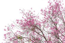 Wild Himalayan Cherry, Prunus Cerasoides, Sakura Of Thailand