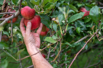 a man's hand picks organic red gala apples from tree in organic orchard with green leaves defocused 