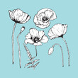 Set of hand-drawn Poppies, vector