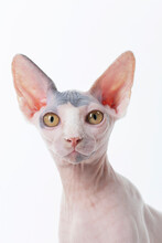 Hairless Cat Portrait Looking At Viewer On White Backdrop