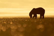 Brown Bear (Ursus Arches) Digs For Clams At Sunrise