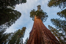 Giant Sequoia Trees At King's Canyon National Park, California.