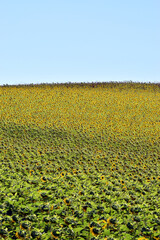 Canvas Print - Landscape of fields of sunflowers (Helianthus annuus)