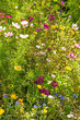 meadow with a lot of colorful flowers, cultivated for species pr