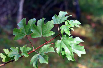 Sticker - Detail of a branch and leaves of the country maple (Acer campestre)