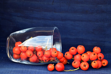 Wall Mural - Ripe fruits of rowan (Sorbus aucuparia) in a glass vase and on blue wood