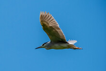 Adult Black-crowned Night-Heron(Nycticorax Nycticorax Hoactli) Flying Over Wetlands On Blue Sky Background.