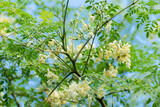 Fototapeta Zwierzęta - Moringa oleifera, Moringa leaves, Beautiful Moringa flower on the tree