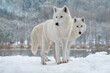 two white polar wolf stands in the background of the forest