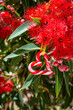 An Aussie Christmas with a heart shaped with candy cane, amongst an Australian gum tree in bloom - vertical, summer, eucalyptus 