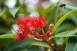 Bees in and around bright red gum tree blossums 