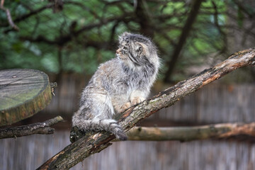 Canvas Print - Pallas's cat - Otocolobus manul - resting on wooden branch