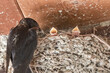 Swallow feeding babies in their mud nest.

