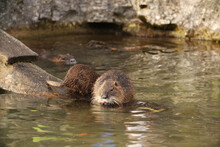 The Muskrat Swims And Eats In The Water. Posing For A Photo. Wild Park. Contact With Animals.