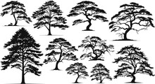 Collection Of Tree, Leaf And Roots, With Silhouette Style, The Icons Of Black.