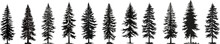 Set Of Vector Christmas Tree Silhouettes, Traced Outline, Detailed Silhouette Of Fir Trees.