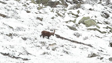 Wall Mural - Alpine ibex male crosses the snowy mountains (Capra ibex)