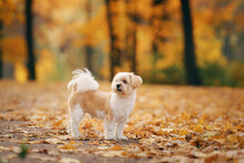 Cute Shihtzu Dog In Nature. Little Dog In Autumn Leaves. Walking With A Pet In The Park At Fall 