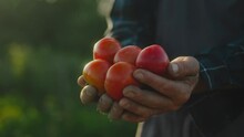 Male Organic Farmer Picking Tomatoes On A Plantation. Farmer's Hands With Freshly Picked Tomatoes. Freshly Picked Tomatoes In Hand. Gardening Tomatoes Outdoors. Farmer's Hands With Harvest Of Tomatoes