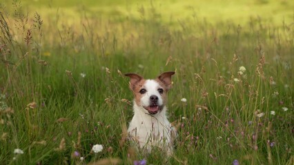 Wall Mural - Jack Russell Terrier in the field. Funny pet in nature in autumn nature