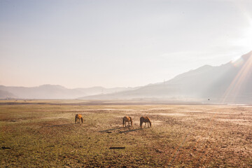 Wall Mural - The horses are meeting grass at the foot of Lang Biang mountain