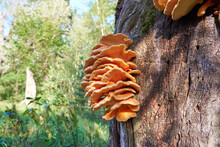 Close-up View Of Tree Fungus Sulphur Polypore, Sulphur Shelf Or Chicken Mushroom (Laetiporus Sulphureus)